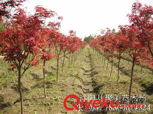 供應(yīng)園林植物 紅楓 紅楓樹 日本紅楓 美國紅楓小苗原始圖片2