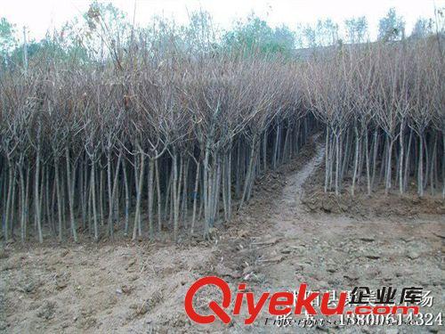 櫻花 櫻花樹 櫻花苗 日本櫻花 晚櫻  園林景觀 綠化工程基地原始圖片2