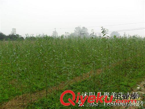 櫻花 櫻花樹 櫻花苗 日本櫻花 晚櫻  園林景觀 綠化工程基地