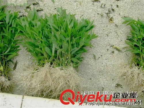 竹柳 速生竹柳 美國竹柳 竹柳苗 竹柳樹 基地直銷原始圖片2