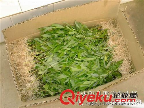 竹柳 速生竹柳 美國竹柳 竹柳苗 竹柳樹 基地直銷原始圖片3