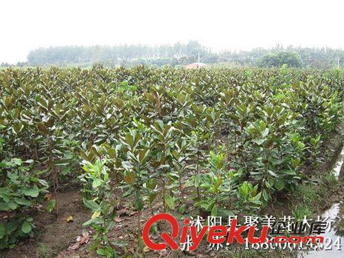 供應(yīng)觀賞喬木 廣玉蘭 廣玉蘭樹 廣玉蘭樹苗 玉蘭小苗原始圖片2