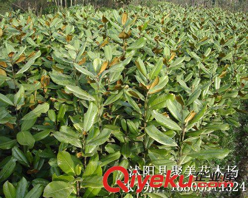 供應(yīng)觀賞喬木 廣玉蘭 廣玉蘭樹 廣玉蘭樹苗 玉蘭小苗原始圖片3