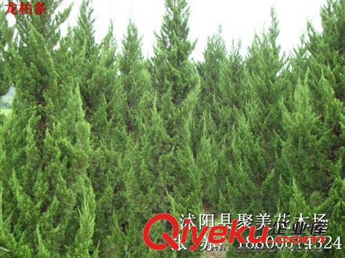 供應(yīng)觀賞喬木 廣玉蘭 廣玉蘭樹 廣玉蘭樹苗 玉蘭小苗