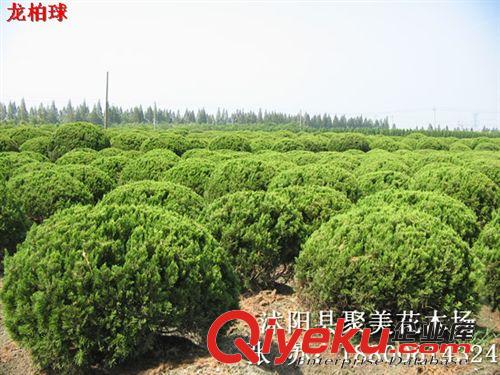 龍柏 龍柏樹 龍柏樹苗 龍柏條 綠化苗木批發原始圖片2