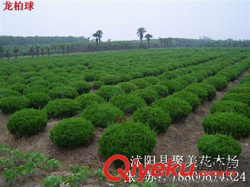 綠化苗木基地直銷 龍柏 龍柏球 龍柏球批發(fā) 小樹苗批發(fā)原始圖片3