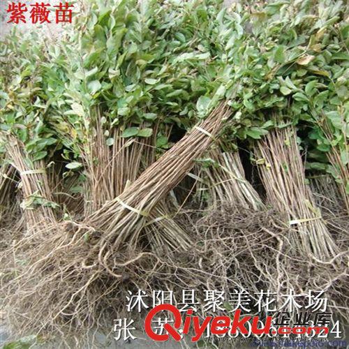 供應綠化樹木 紫薇 紫薇小苗 紫薇苗 基地直銷原始圖片2