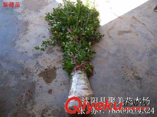 供應綠化樹木 紫薇 紫薇小苗 紫薇苗 基地直銷原始圖片3