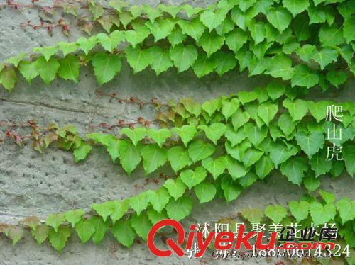 爬山虎 爬墻虎 爬藤植物 藤蔓植物批發 苗木基地原始圖片2
