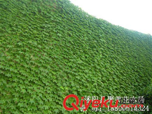 爬山虎 爬墻虎 爬藤植物 藤蔓植物批發 苗木基地原始圖片3