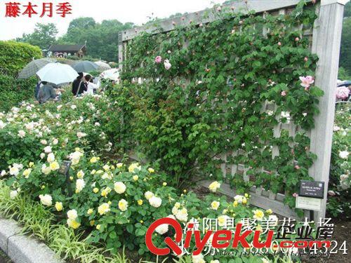 供應園林綠化苗木金銀花苗,金銀花樹苗,攀援植物