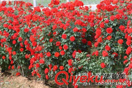 月季批發 藤本月季 月季花 月季苗原始圖片2