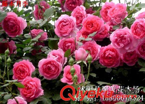 月季批發 藤本月季 月季花 月季苗原始圖片3