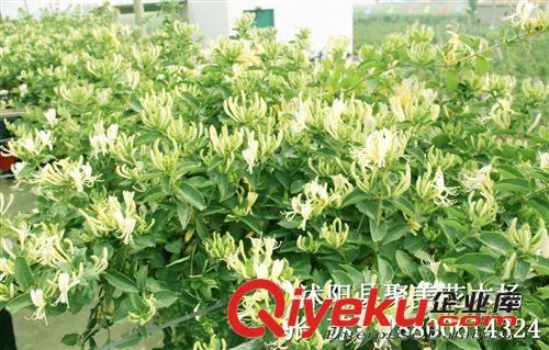 供應園林綠化苗木金銀花苗,金銀花樹苗,攀援植物