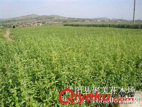 供應園林綠化苗木金銀花苗,金銀花樹苗,攀援植物原始圖片3