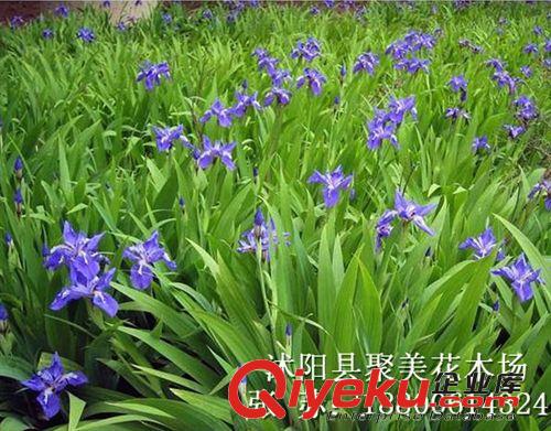 供應園林綠化苗木金銀花苗,金銀花樹苗,攀援植物