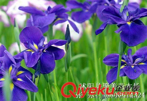 鳶尾 水生鳶尾 藍花蝴蝶蘭 蝴蝶蘭 綠化種苗批發 烏鳶、扁竹花原始圖片3