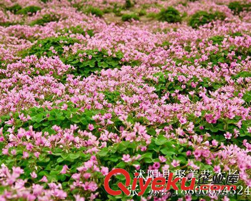 鳶尾 水生鳶尾 藍花蝴蝶蘭 蝴蝶蘭 綠化種苗批發 烏鳶、扁竹花