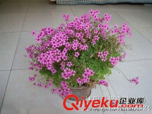 花卉批發 紅花三葉草 紅花草 三葉草系列 紅花酢醬草原始圖片2