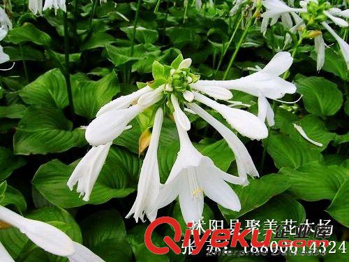 玉簪 青葉玉簪花 金邊玉簪 花葉玉簪 盆栽植物 園林植物原始圖片2