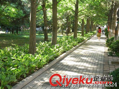 玉簪 青葉玉簪花 金邊玉簪 花葉玉簪 盆栽植物 園林植物原始圖片3
