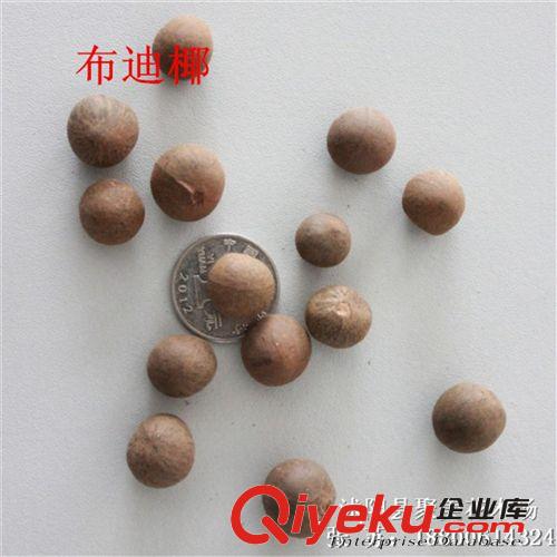 玉簪 青葉玉簪花 金邊玉簪 花葉玉簪 盆栽植物 園林植物