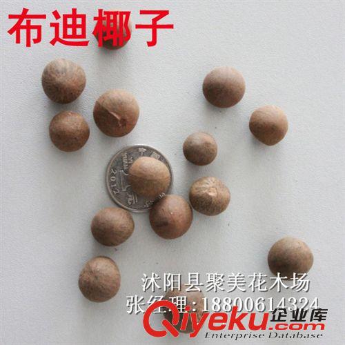 布迪椰種子 布迪椰子 景觀樹種子 林木種子批發原始圖片2