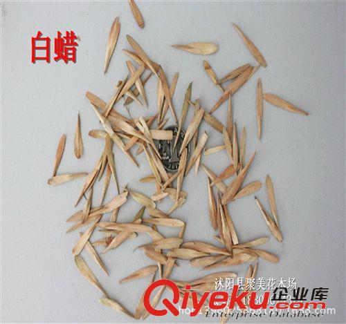 布迪椰種子 布迪椰子 景觀樹種子 林木種子批發