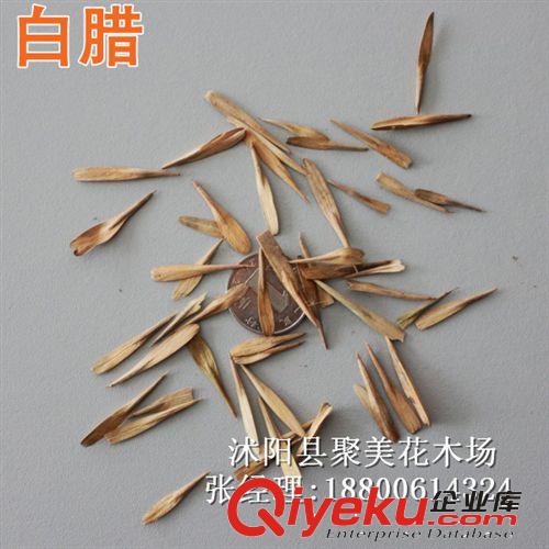 白臘種子 林木種子 種子批發原始圖片2