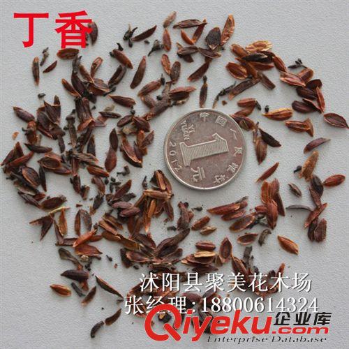 白臘種子 林木種子 種子批發