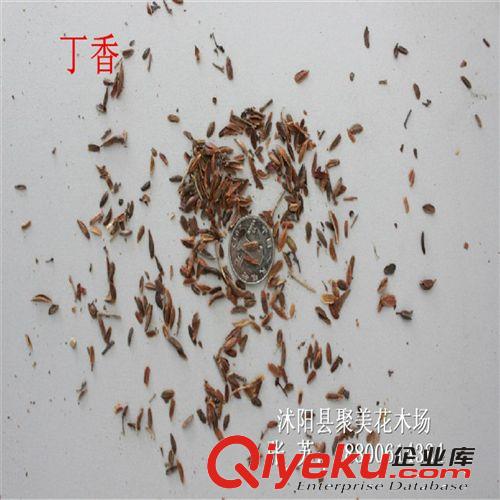 丁香種子 種子批發(fā) 花卉種子原始圖片2