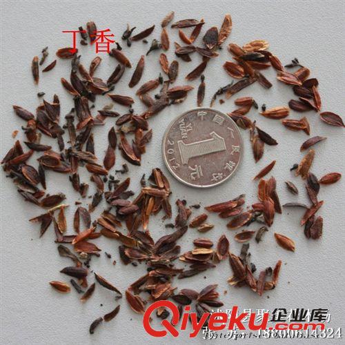 丁香種子 種子批發(fā) 花卉種子原始圖片3