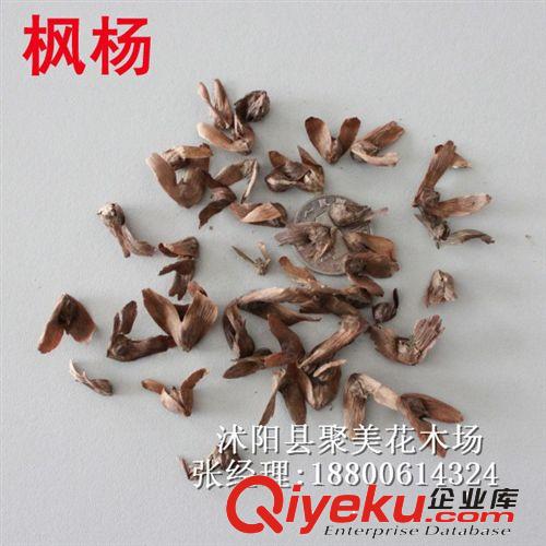 丁香種子 種子批發(fā) 花卉種子