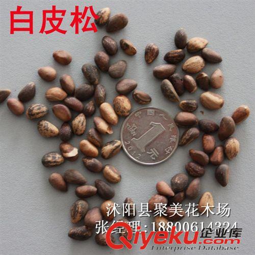 白皮松種子 林木種子 名貴樹種子 松樹種子批發(fā)原始圖片2