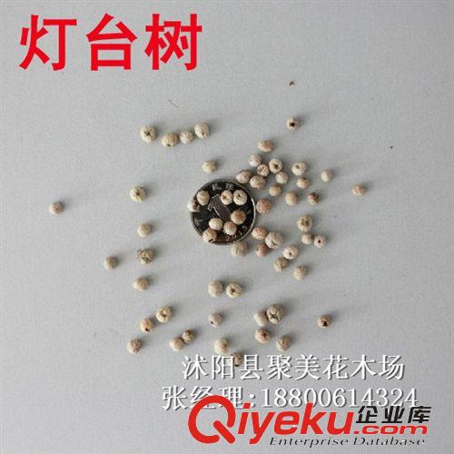 白皮松種子 林木種子 名貴樹種子 松樹種子批發(fā)