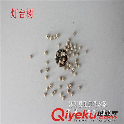 燈臺樹種子 木種子 種子批發 行道樹種子原始圖片2