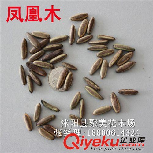 檳榔種子 種子批發 種子 花草種子