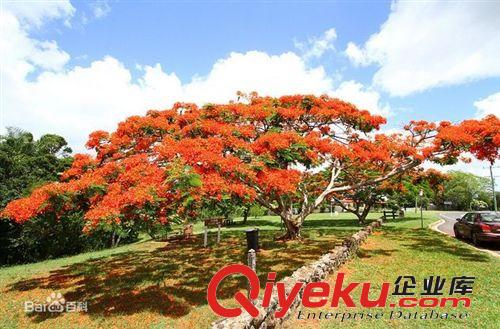 鳳凰木種子 紅花楹樹、鳳凰樹、火樹、紅花楹、影樹、金鳳原始圖片2