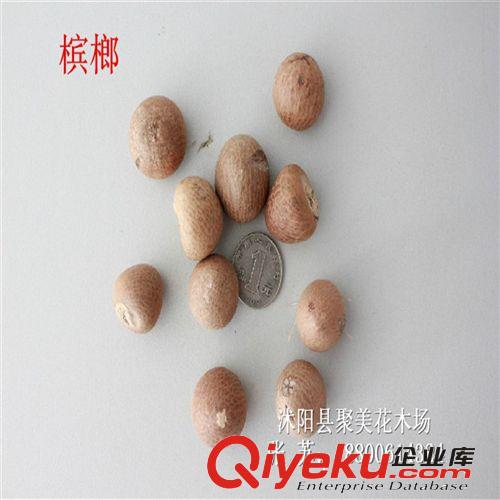 檳榔種子 種子批發 種子 花草種子