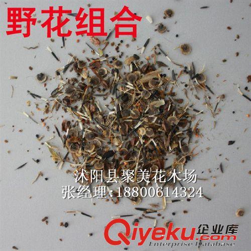 檳榔種子 種子批發 種子 花草種子
