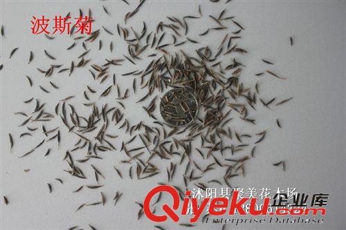 波斯菊 波斯菊種子 花草種子 種子批發原始圖片2
