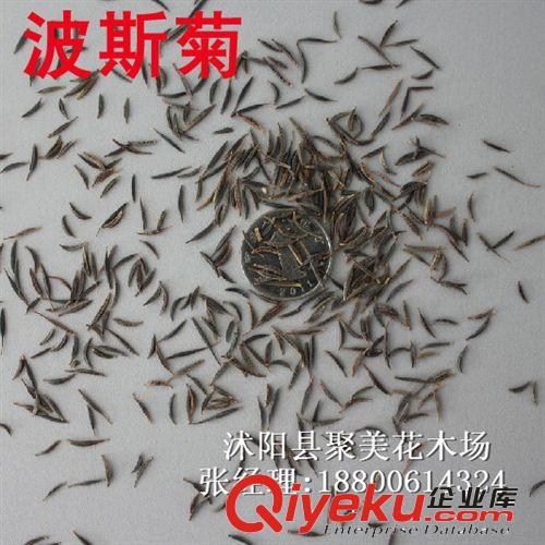 波斯菊 波斯菊種子 花草種子 種子批發原始圖片3