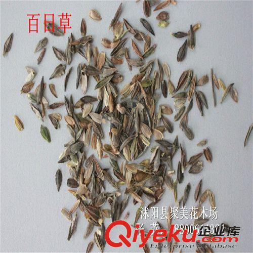 波斯菊 波斯菊種子 花草種子 種子批發