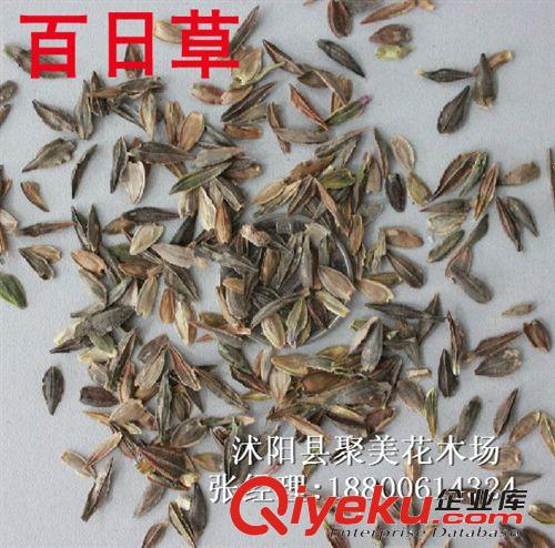 百日草種子 百日花種子 花卉種子 草花種子批發(fā)原始圖片2