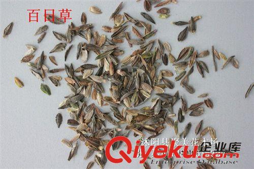百日草種子 百日花種子 花卉種子 草花種子批發(fā)原始圖片3