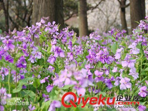 二月蘭種子 諸葛菜種子 種子批發 草花種子原始圖片2