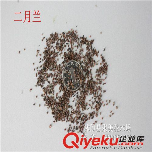 二月蘭種子 諸葛菜種子 種子批發 草花種子原始圖片3