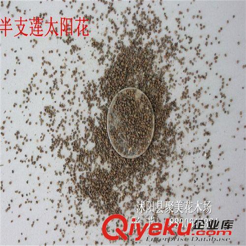 地膚種子 地麥種子 落帚種子 掃帚苗 掃帚菜 孔雀松 種子批發(fā)