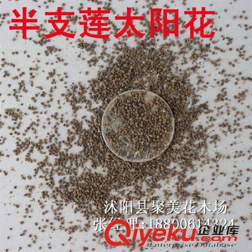 半支蓮太陽花種子 草花種子 進口花卉種子批發(fā)原始圖片2
