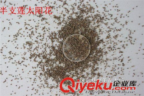 半支蓮太陽花種子 草花種子 進口花卉種子批發(fā)原始圖片3